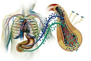 Damage to pancreas in diabetes mellitus